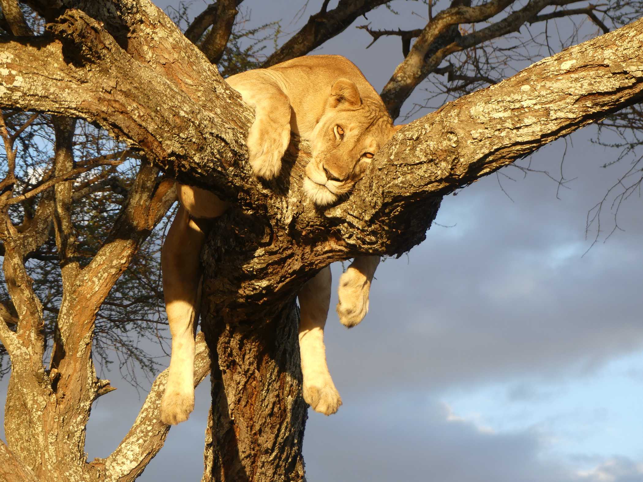 L&ouml;we auf einem Baum.
