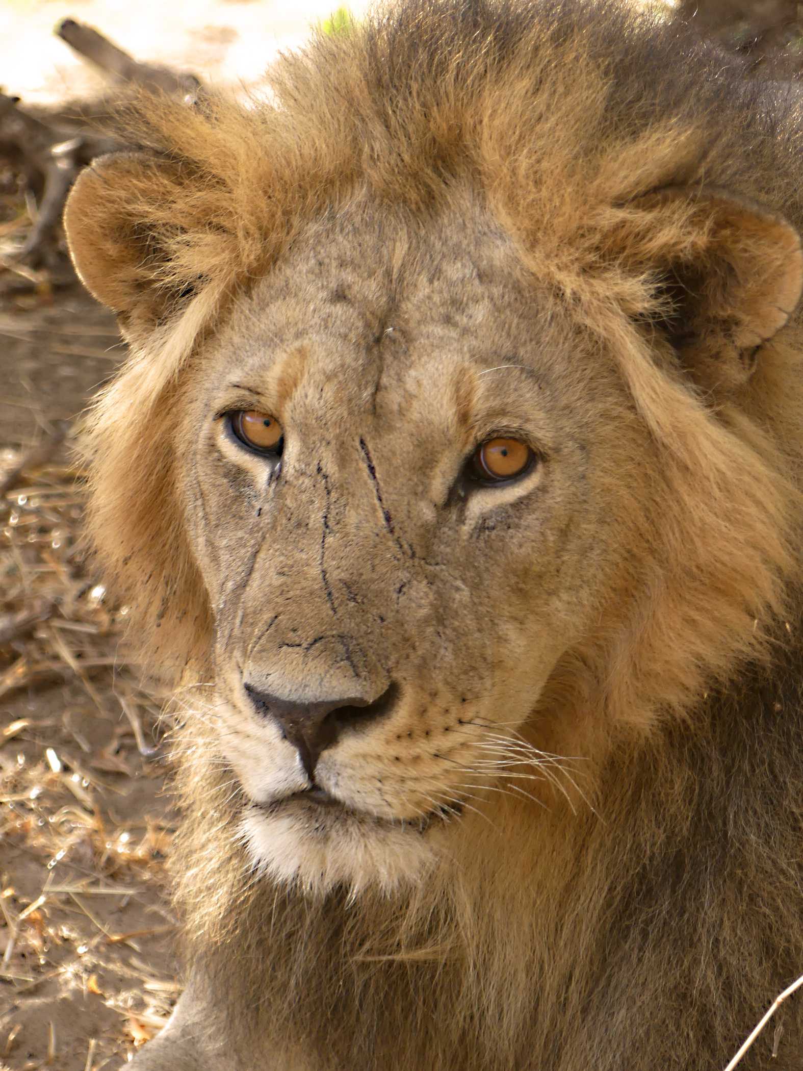 Ein L&ouml;we in der Serengeti.