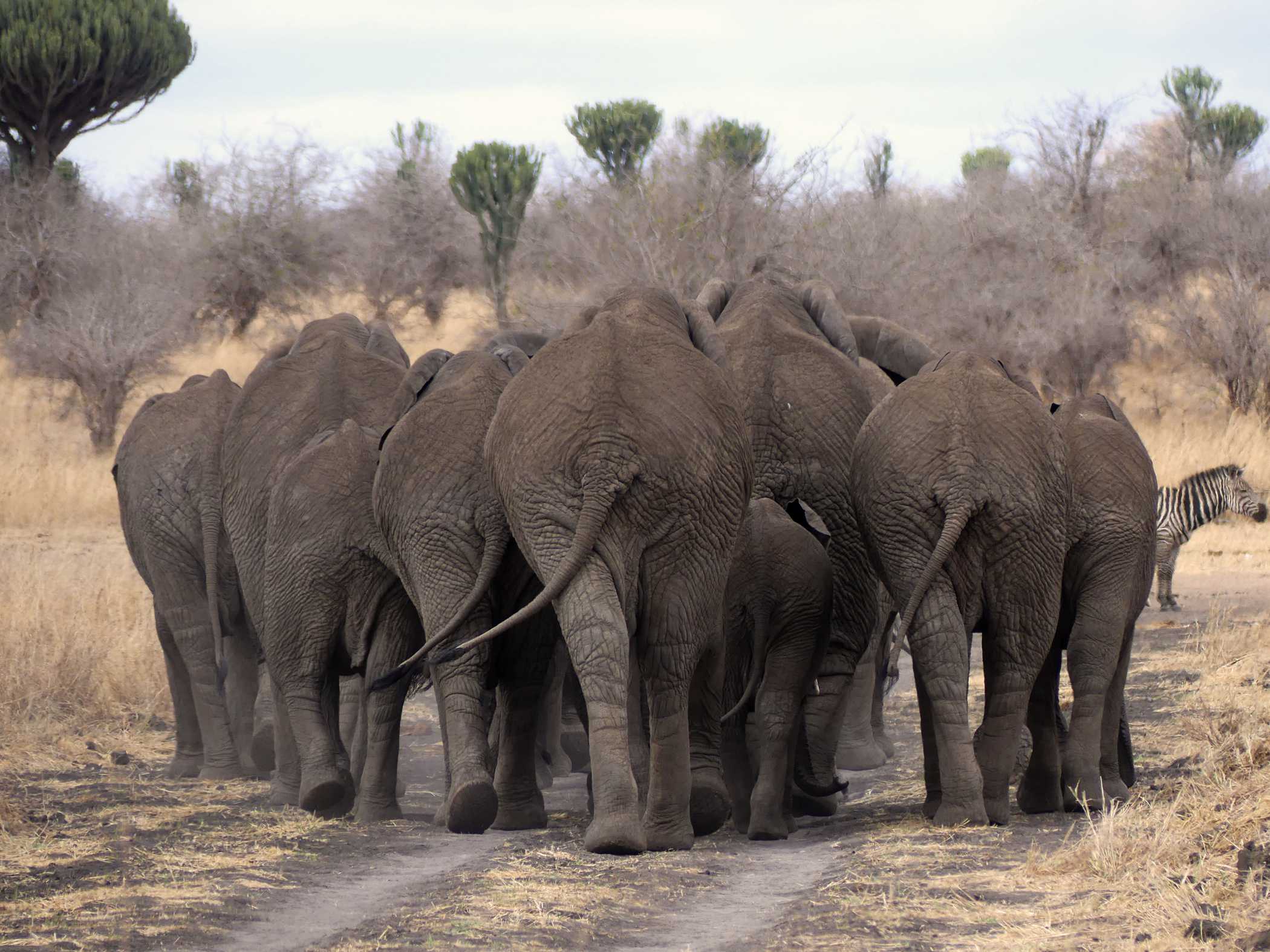 Gro&szlig;e Herden von Elefanten k&ouml;nnen im Tarangire-Nationalpark beobachtet werden.